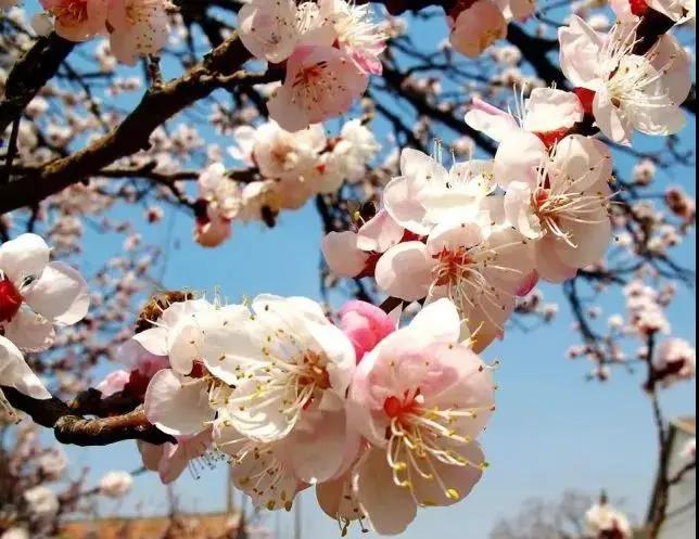 太原迎泽公园3月份看花,迎泽公园看花