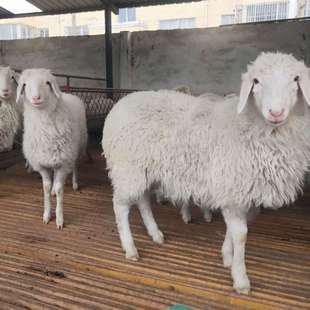 让羊妈妈多生公羊仔，告诉你几个关于羊妈妈的小秘密。