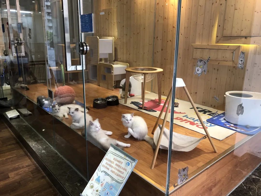 欢迎同行入内,这是一家为宠物店而开的宠物