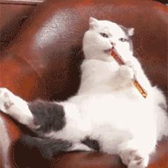 为什么现在年轻人喜欢养猫,当代年轻人不养孩子养猫