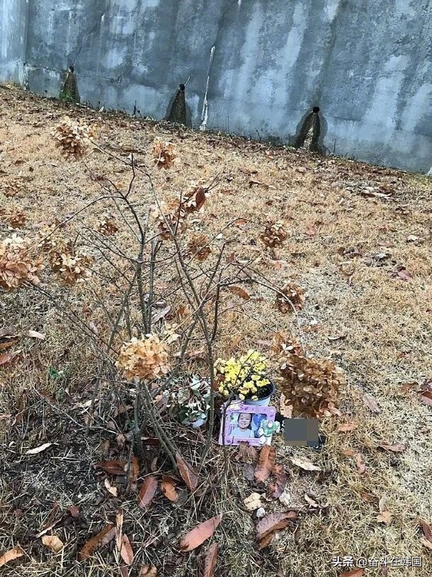 韩国被虐待致死的宝宝,韩国虐待儿童致死事件