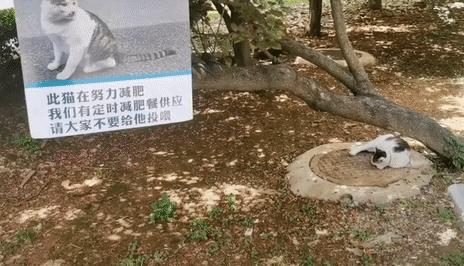 哈士奇剃发前后,哈士奇剃了两道杠