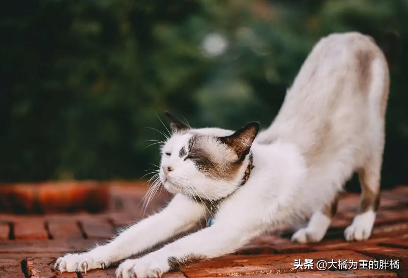 猫咪翘起屁股什么意思,猫咪翘着屁股睡觉啥意思