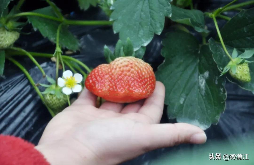 草莓采摘又到了吃草莓的季节,春季草莓采摘的正确打开方式