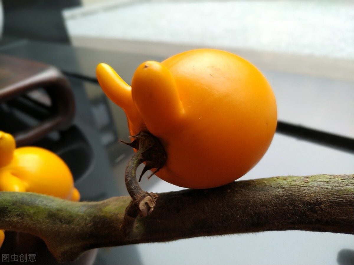 盆栽观果植物有哪些,观果植物具备哪些特征