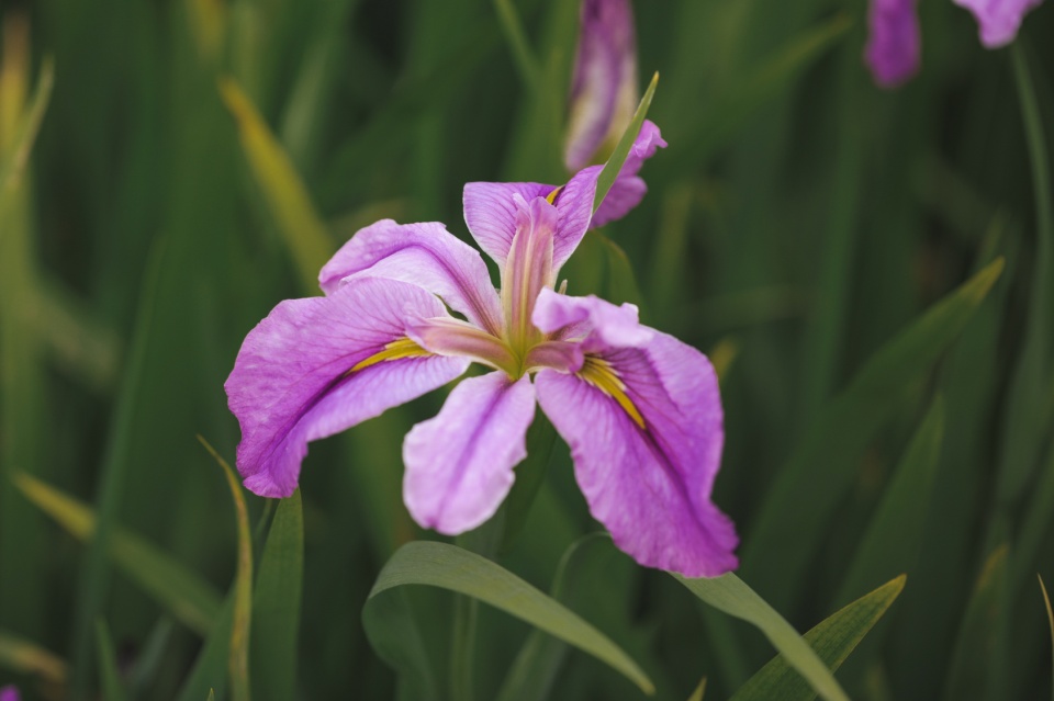 双子女的魅力在十二星座里怎么样,十二星座双子女跟哪个绝配