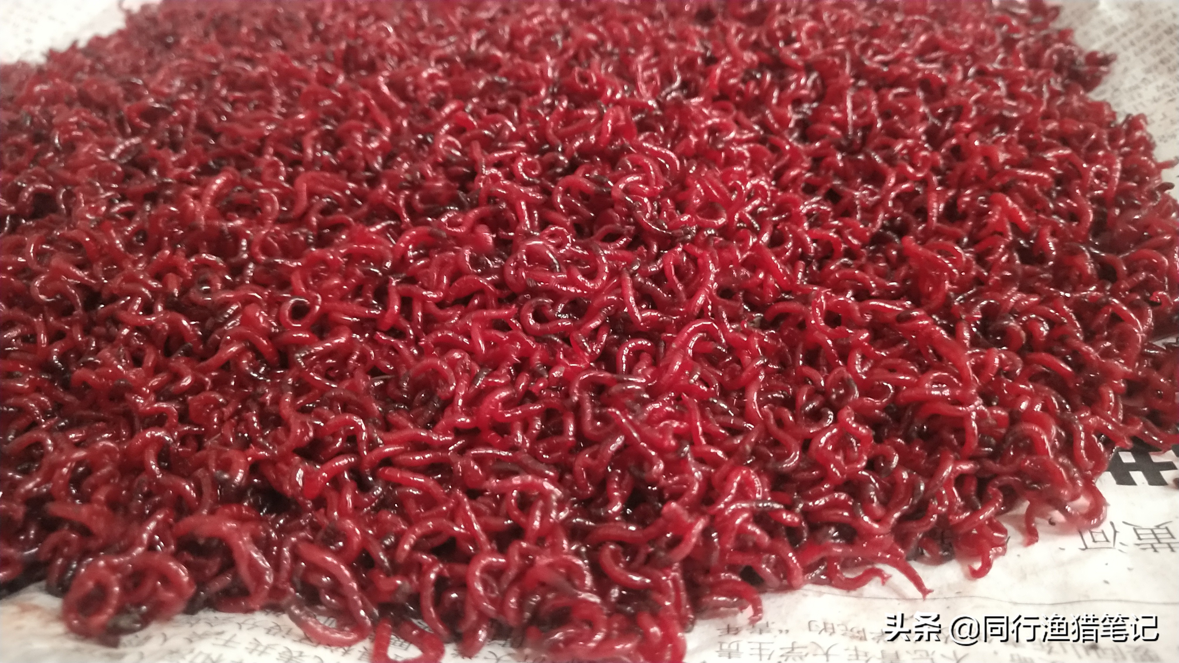 红虫拉饵开饵技巧,教你如何开好红虫拉饵