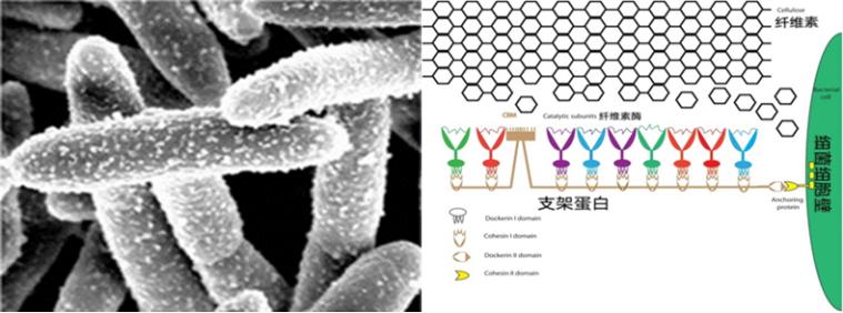 怎样可以整一个成型的鸡蛋,怎么样能煎出一个嫩嫩的鸡蛋