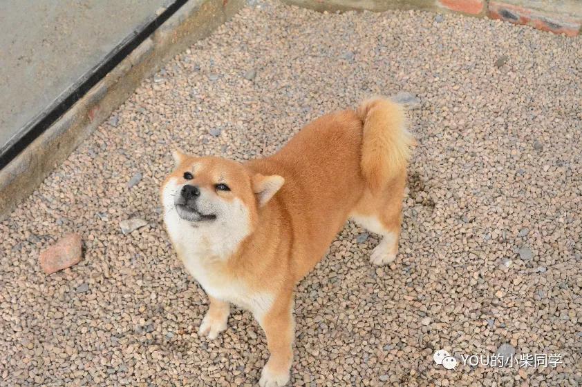 家养柴犬被咬破皮用打疫苗么,柴犬打疫苗时间表