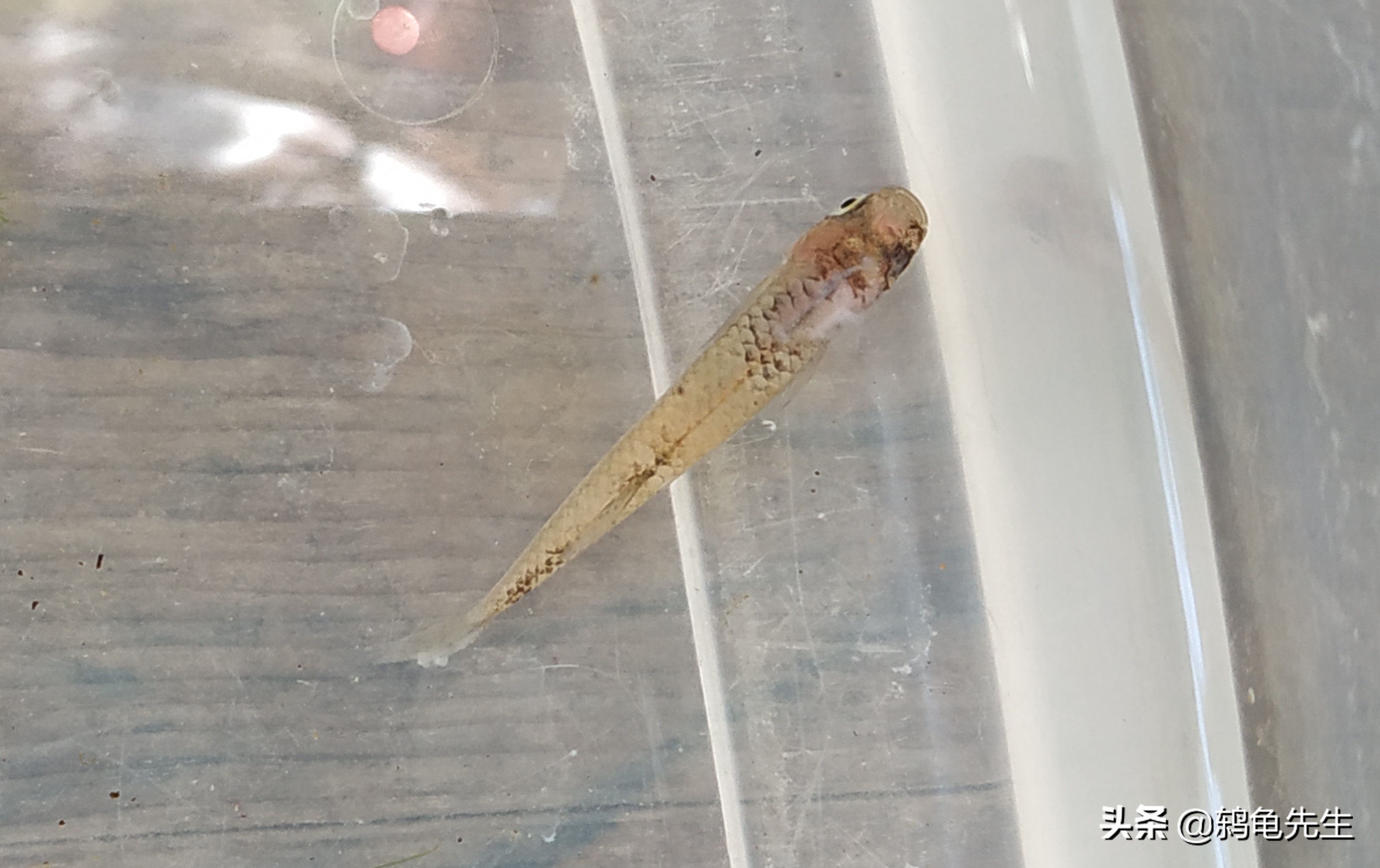 鱼缸常见的水虫,鱼缸里水霉菌用热水能烫死吗