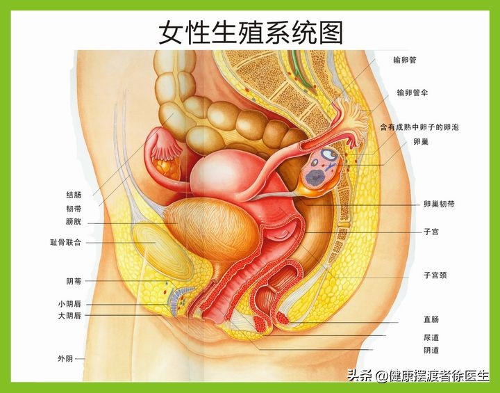 下腹痛一般是什么原因,下腹痛拉稀是什么原因