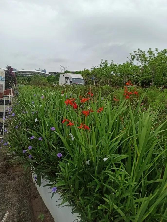 花园庭院设计花卉园艺,花园搭配的草类植物