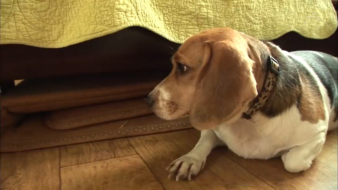 比格犬幼崽被打,比格犬咬猫咪