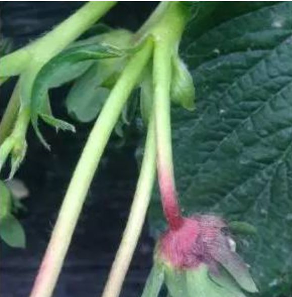 种草莓几点打灰霉病药,草莓灰霉病的发病过程及防治技巧