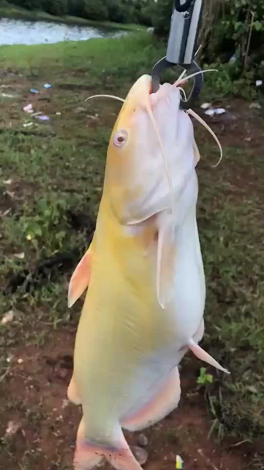 鱼不咬钩并不怕，只要记住这几条，变被动为主动