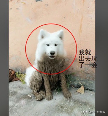 萨摩耶到家后呆在笼子里不出来,萨摩耶出去就不知道回家了