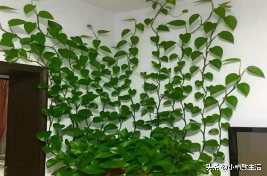 绿萝怎么养成一面墙,怎么让绿萝爬满柱子