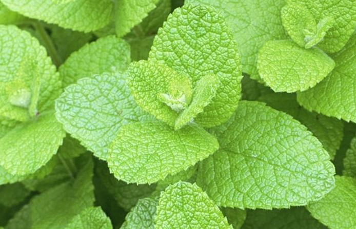 香草花园(1)|享受采摘薄荷和使用新鲜香草来调味乐趣