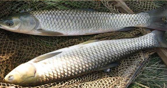 包草鱼饲料打窝钓草鱼效果怎样,夏初水库钓草鱼技巧