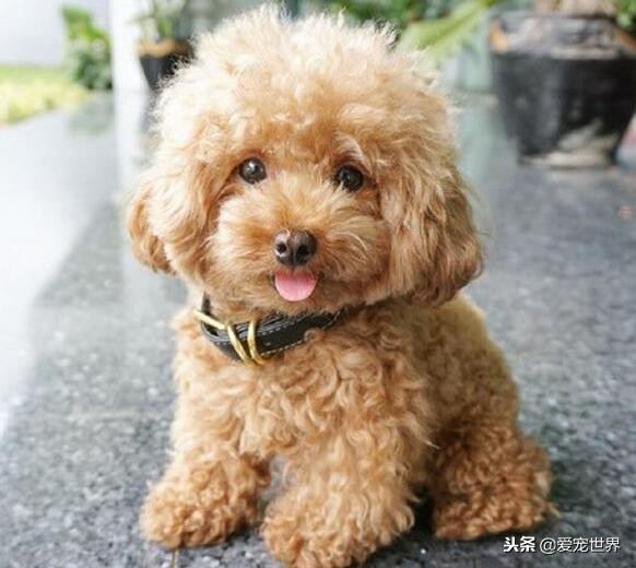 红泰迪褪色怎么办,泰迪褪色了怎么办