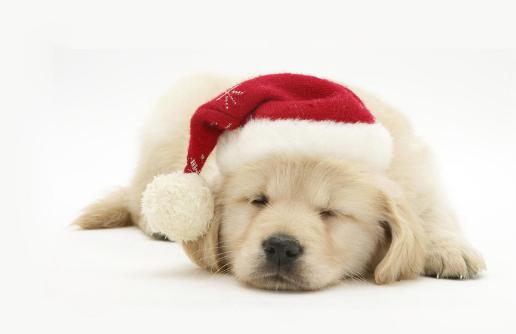 幼犬刚到家这8个危险动作,幼犬到家很害怕它死