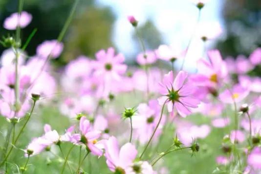 甲友交流——与甲癌共舞静待生命的灿烂