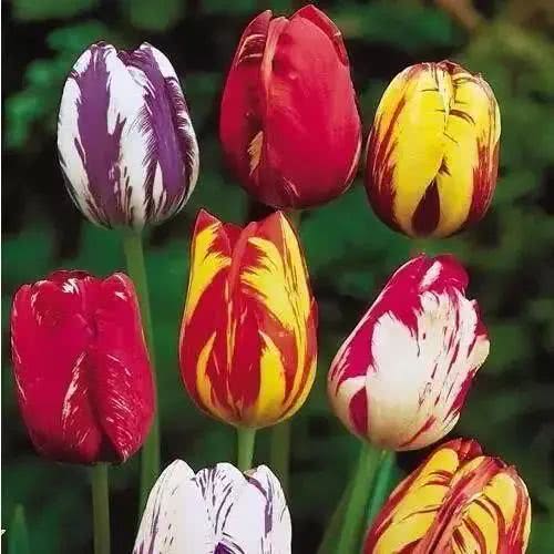 世界上十大鲜花排名图片,世界十大漂亮名贵花卉