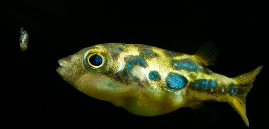 求救解决方法,爆藻如何处理