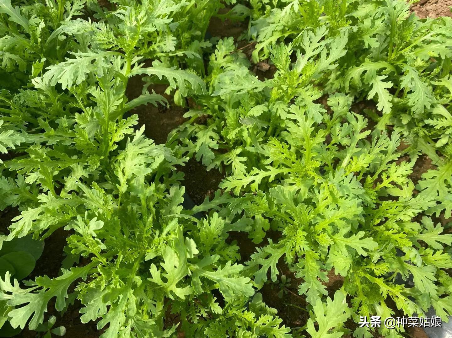 种菜总是长虫怎么处理,种菜里有小蚜虫怎么办