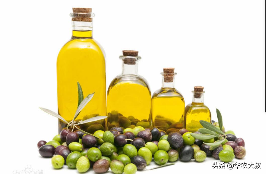 小叶油橄榄与大叶油橄榄的区别,橄榄油的橄榄跟普通橄榄区别