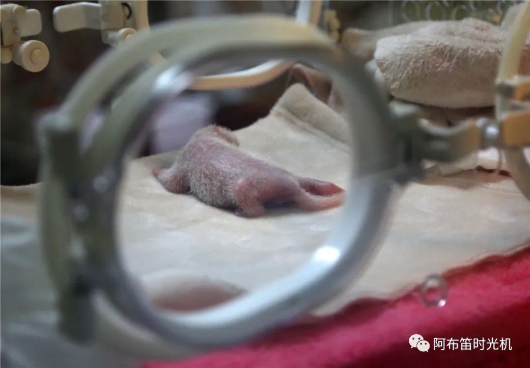 国内可以看熊猫吗,看熊猫要到哪里看