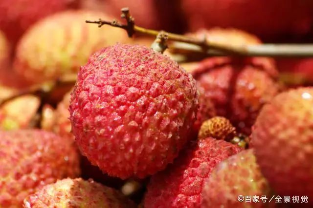 杨贵妃为什么吃不着荔枝,杨贵妃吃荔枝是怎么运到长安的