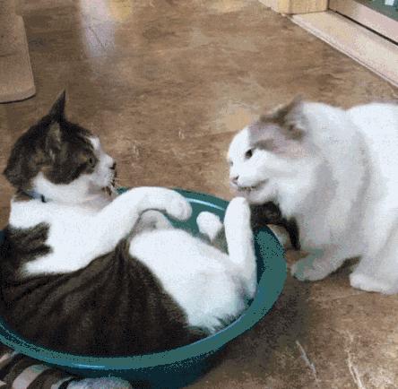 脑子一热养猫后悔怎么办,养猫后悔的原因有哪些