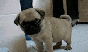 狗狗干眼症,狗狗干眼症导致双眼失明能治好吗