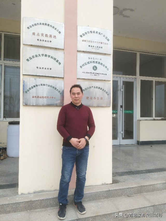 脱毒阳光玫瑰葡萄苗,阳光玫瑰特级苗