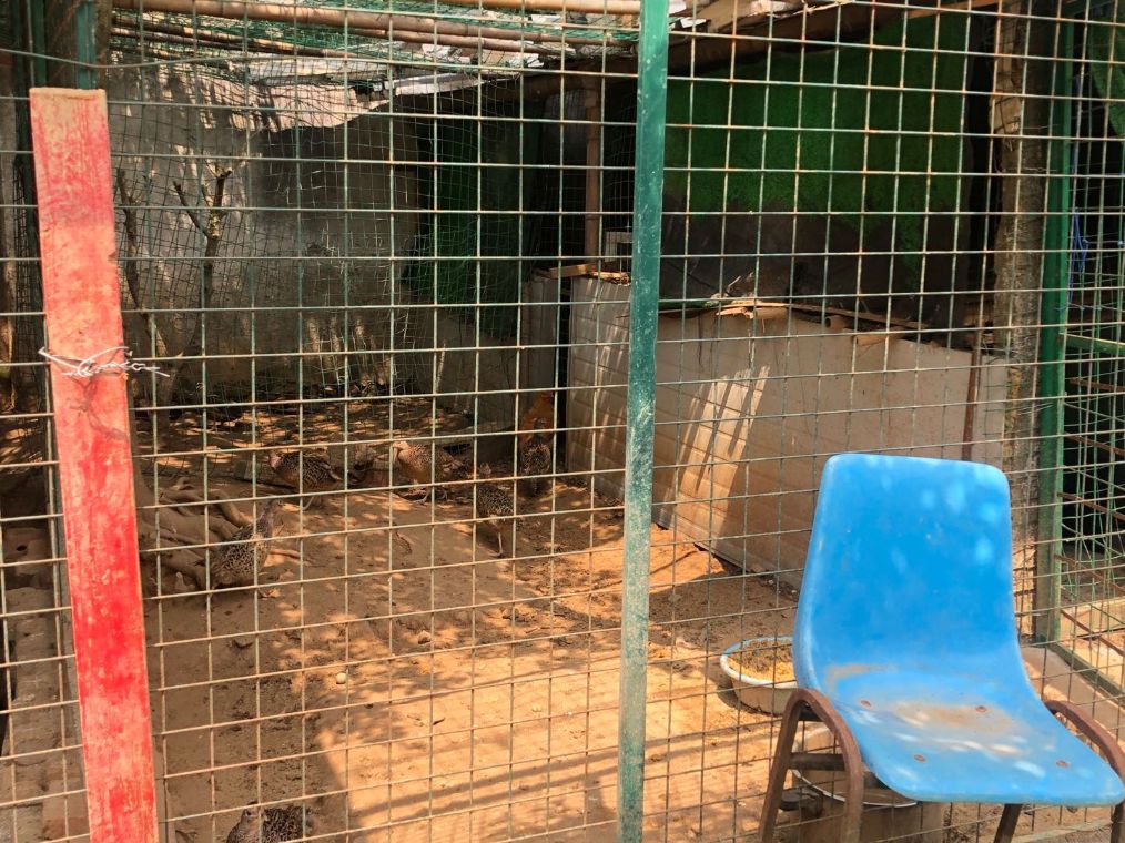 探访宜兴山区地下野味餐馆:依然有人顶风作案买卖穿山甲