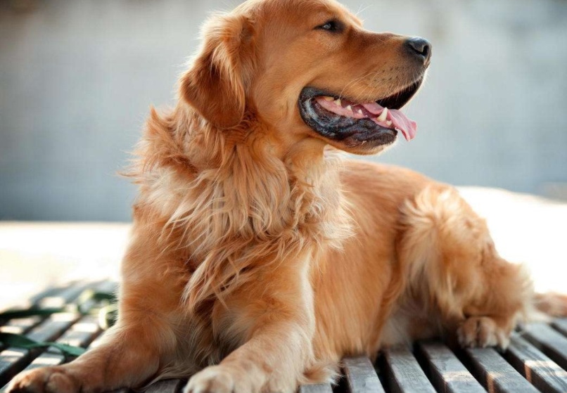 狗狗一直吐白沫粘稠一股臭味,家里面狗狗的臭味怎么清除