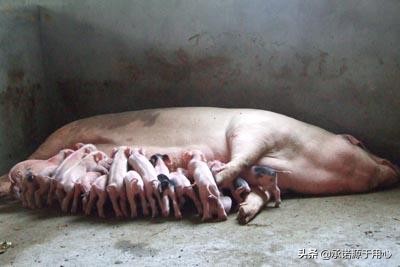 牛母猪产后三联症是什么,母猪产后三联解决方法