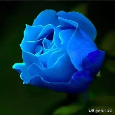 十一朵玫瑰送给好朋友花语,十一朵玫瑰花送给好友