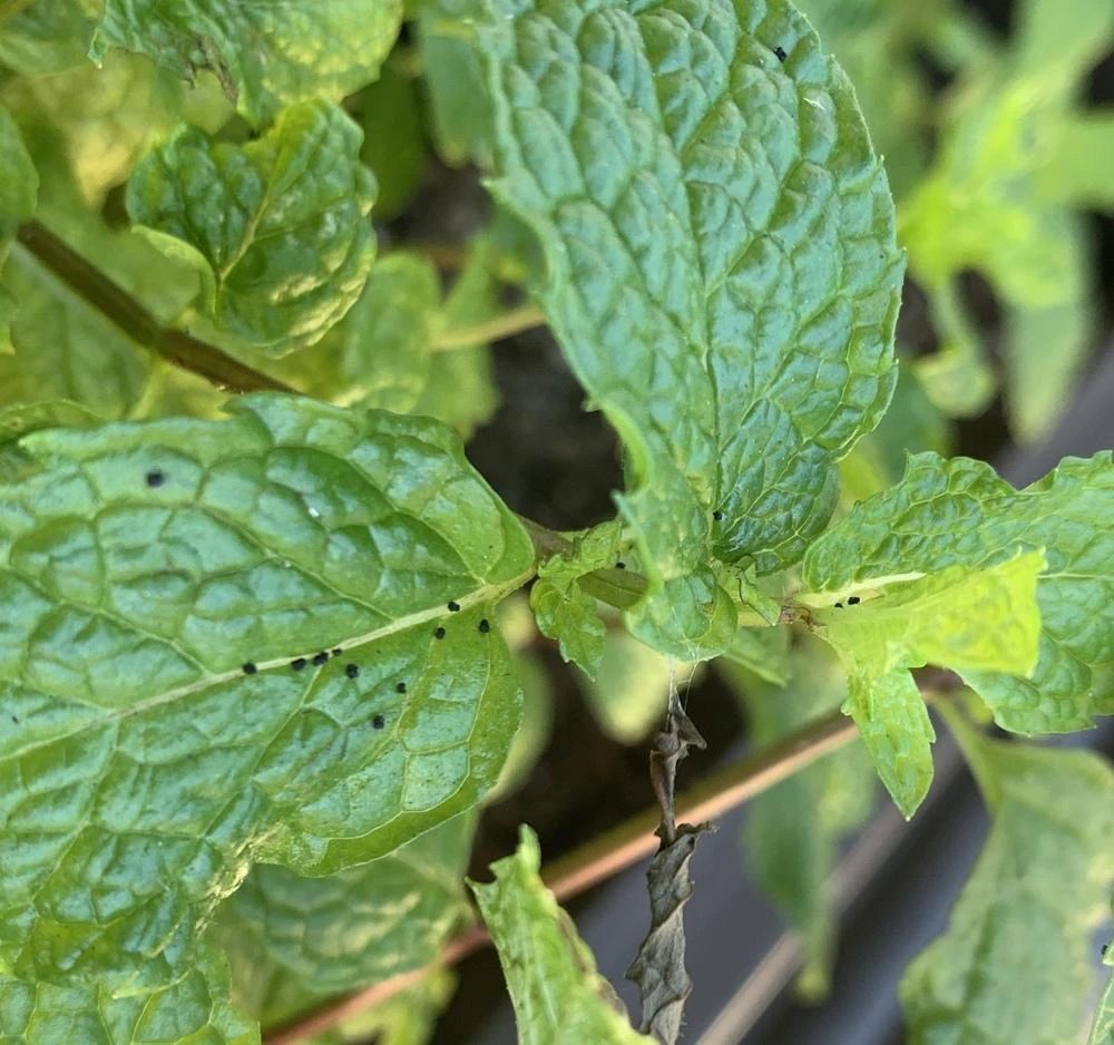 薄荷盆栽枯萎了一个星期怎么解决,薄荷黄叶枯萎怎么挽救