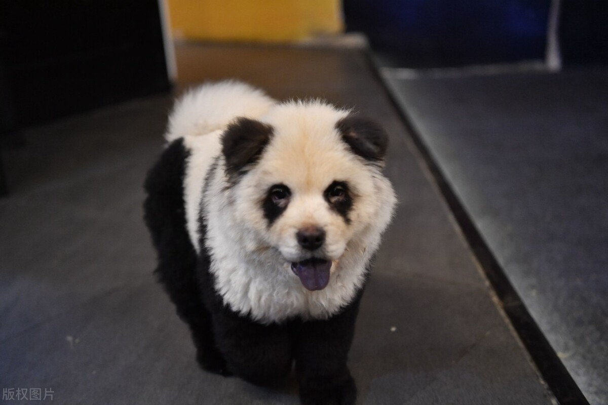 生活中松狮犬的养护须知是什么,松狮犬该怎么养这篇文章为你解读