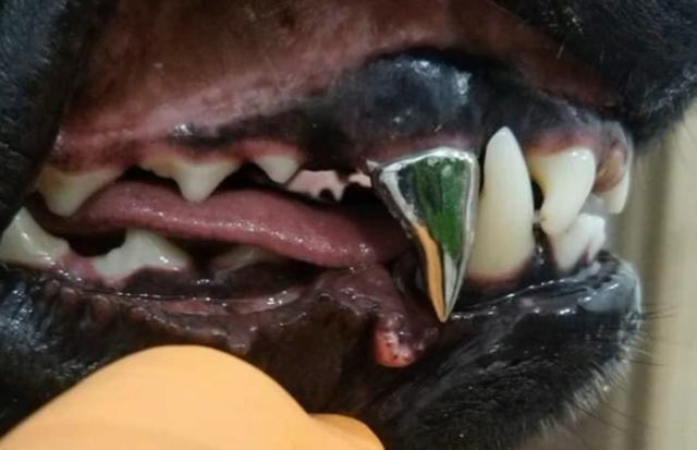 狗狗牙齿磨损,狗狗牙齿损坏会恢复么