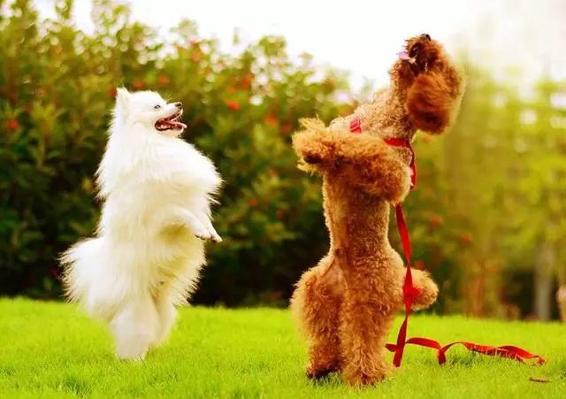 怎样训练狗狗不在家乱拉乱尿,狗狗一岁了还到处乱尿怎么办