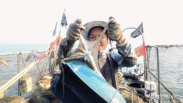 章鱼八爪鱼鱿鱼墨鱼乌贼怎么区分,一张图鱿鱼章鱼八爪鱼墨鱼的区别