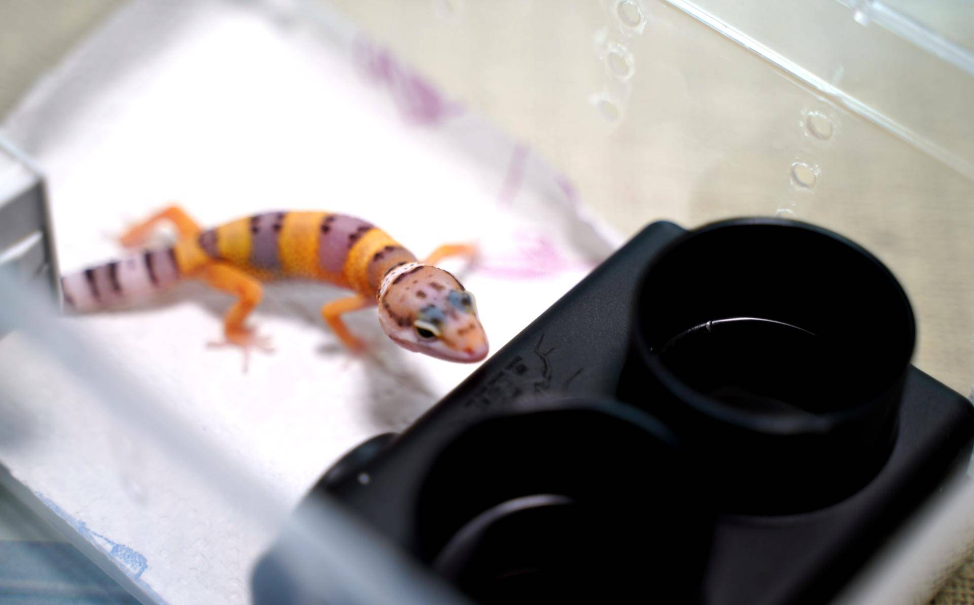 饲养可爱又呆萌傻傻的豹纹守宫,如何饲养好一只豹纹守宫