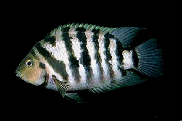 养观赏鱼小知识大全,养观赏鱼知识大全