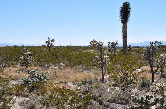 世界上最大的水晶洞在什么地方,世界最大水晶岩洞