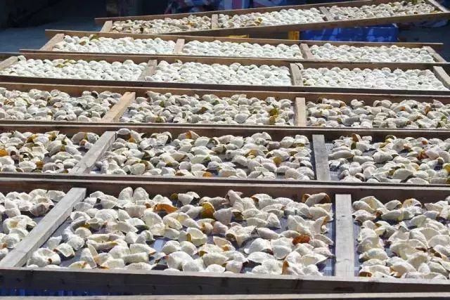 打卡茶产地|收陈皮时节到啦!这有你想get的重点