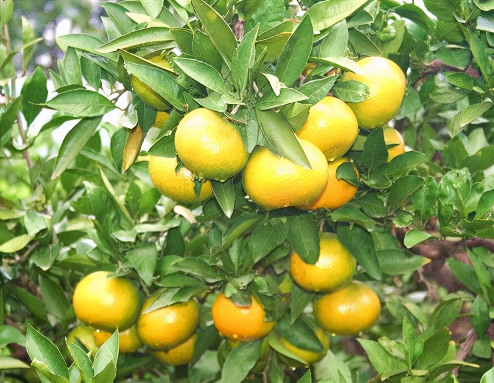 柑橘早发芽的办法,柑橘的五大坑
