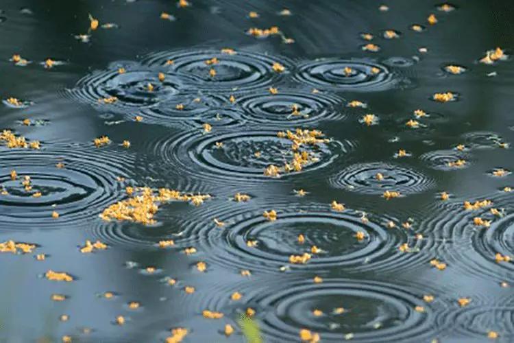 桂花香秋天的味道,南宁青秀山桂花盛开